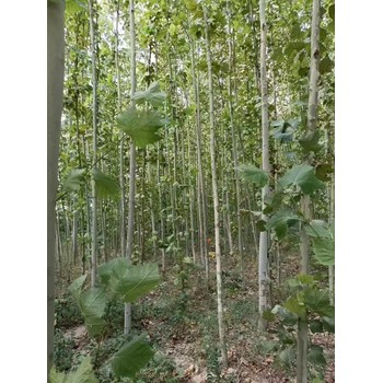 山西興縣法桐基地批發(fā)二喬法桐基地廠家