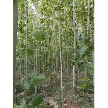 山東高青法桐基地銷售二喬法桐基地歡迎您