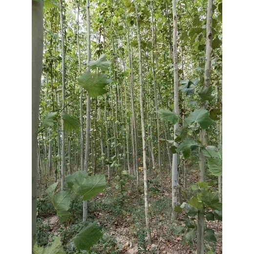 山東黃島區(qū)法桐樹(shù)苗基地二喬法桐基地廠家