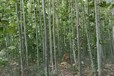 山東青島膠南法桐基地批發(fā)二喬法桐基地廠家