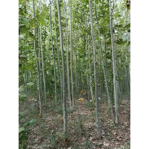 陜西榆林吳堡法桐基地在哪里二喬法桐基地廠家