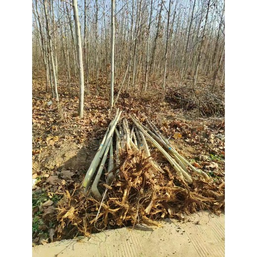 山西臨汾古縣法桐基地批發(fā)二喬法桐基地歡迎您