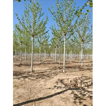 山西晉城陽(yáng)城法桐基地在哪里