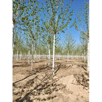 山東滕州法桐基地在哪里