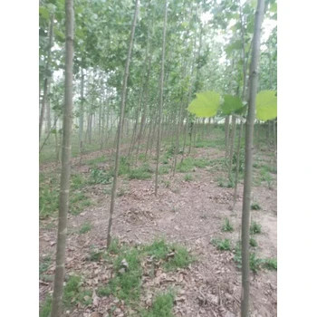 山東聊城莘縣法桐基地二喬法桐基地歡迎您