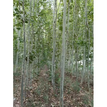 山東芝罘區法桐樹苗基地