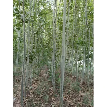 山東聊城莘縣法桐基地二喬法桐基地歡迎您