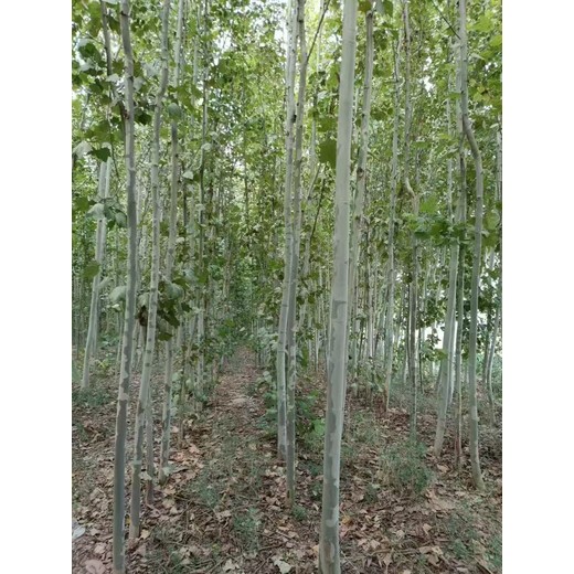 山西古縣法桐基地批發(fā)二喬法桐基地廠家