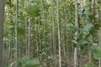 山東四方區(qū)法桐基地批發(fā)二喬法桐基地廠家