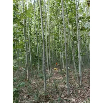 山東聊城莘縣法桐基地二喬法桐基地歡迎您