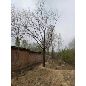 山東臨沂蒼山合歡基地批發(fā)合歡基地