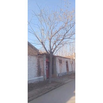 山東德州陵城區合歡批發基地合歡基地
