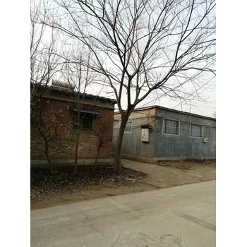 山東牟平區(qū)合歡基地批發(fā)合歡基地