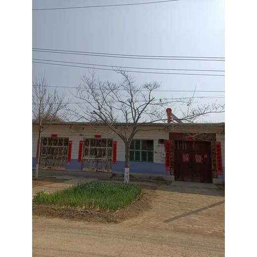 山東嘉祥合歡批發(fā)基地合歡基地聯(lián)系方式