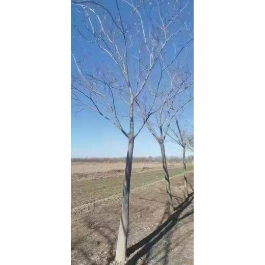 山東博興合歡樹批發(fā)基地合歡基地