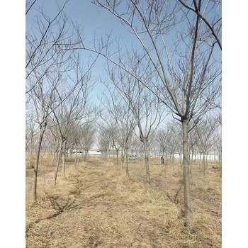 山東濱州無棣合歡批發(fā)基地合歡基地