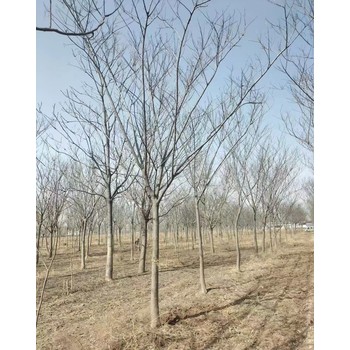 山東濟南歷城區(qū)合歡樹批發(fā)基地合歡基地