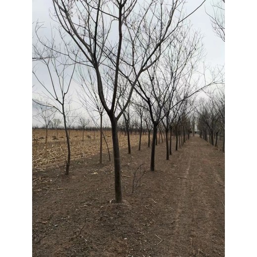 山東莒縣合歡樹批發(fā)基地合歡基地