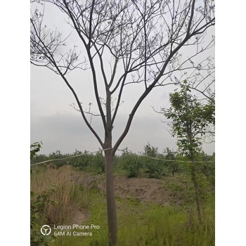 山東濰城區(qū)合歡批發(fā)基地合歡基地