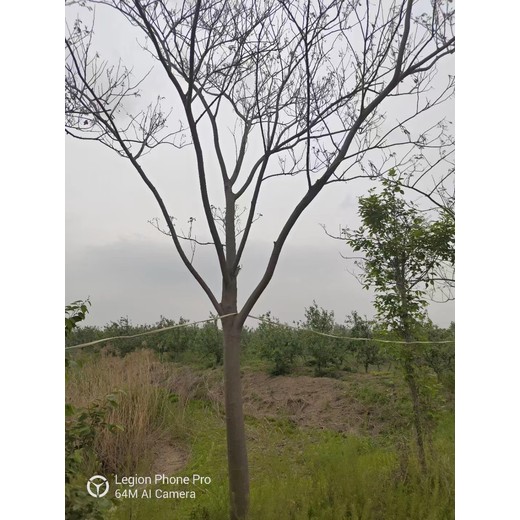 山東環(huán)翠區(qū)合歡基地批發(fā)合歡基地