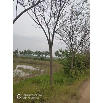 山東羅莊區合歡樹基地批發合歡基地