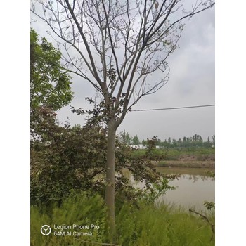 山東寒亭區(qū)合歡樹基地批發(fā)合歡基地