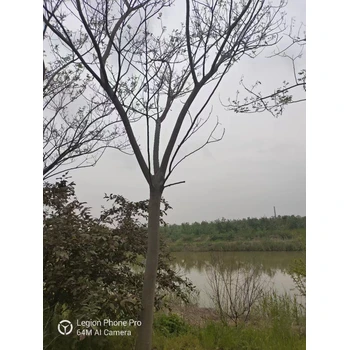 山東日照嵐山區(qū)合歡批發(fā)基地合歡基地