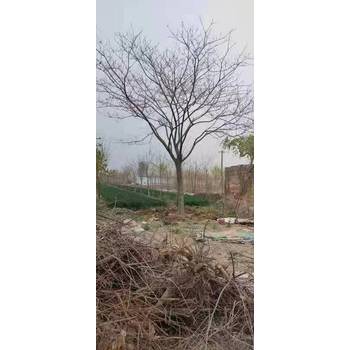 山東泰安寧陽合歡樹基地批發(fā)合歡基地