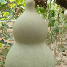 聊城中號(hào)葫蘆基地葫蘆基地廠家
