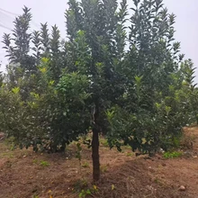 聊城莘縣蘋果樹生產(chǎn)基地蘋果樹基地圖片