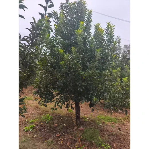 山東聊城??臨清市蘋果樹基地批發(fā)供應