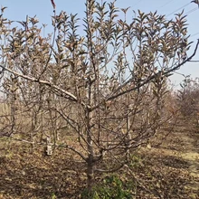 聊城東阿縣蘋果樹生產(chǎn)基地銷售圖片