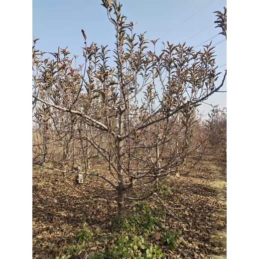 山東聊城??臨清市蘋果樹生產(chǎn)基地蘋果樹基地