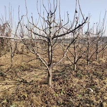 山東聊城??陽谷縣蘋果樹種植基地批發(fā)圖片