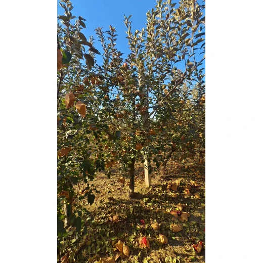 山東煙臺(tái)牟平區(qū)蘋果樹生產(chǎn)基地