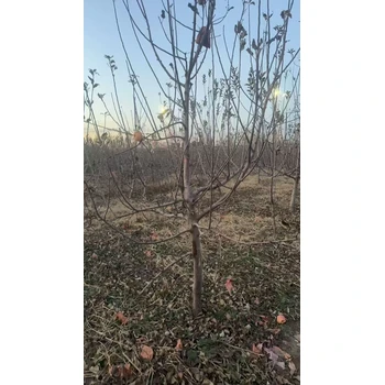 滄州新華區(qū)蘋果樹苗基地出售