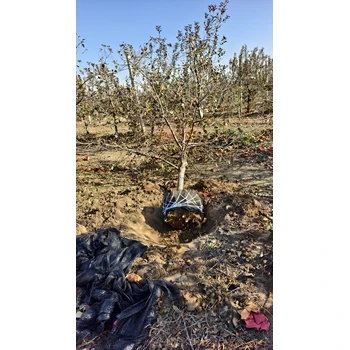 滄州新華區(qū)蘋果樹苗基地出售