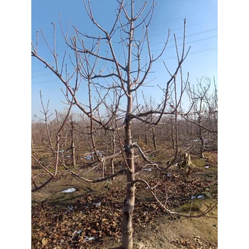 滄州新華區(qū)蘋果樹苗基地出售