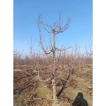 滄州新華區(qū)蘋果樹苗基地出售