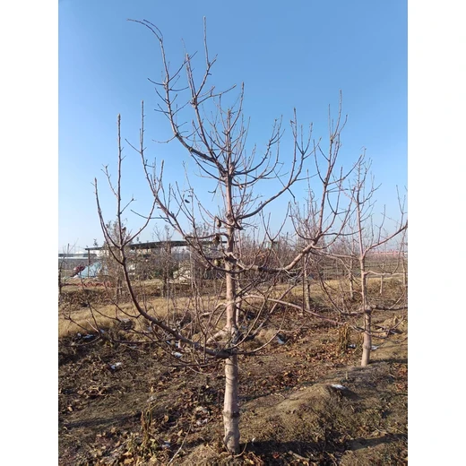 聊城茌平區(qū)蘋果樹基地批發(fā)出售