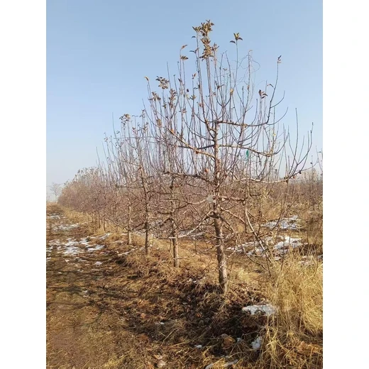 聊城??陽谷縣蘋果樹種植基地銷售