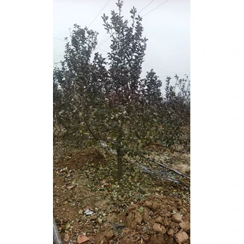 滄州新華區(qū)蘋果樹苗基地出售