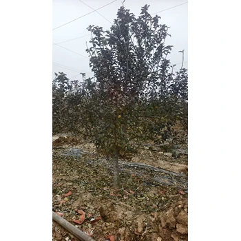 滄州新華區(qū)蘋果樹苗基地出售