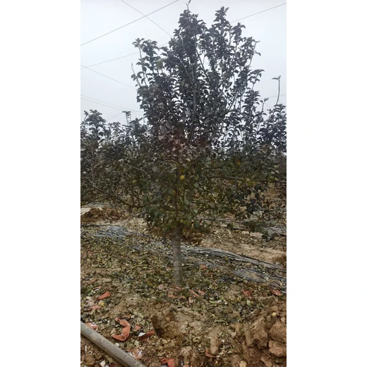 山東慶云蘋(píng)果樹(shù)培育基地