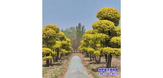 图片0