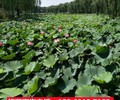 河北出发西柏坡旅游线路,石家庄旅行社