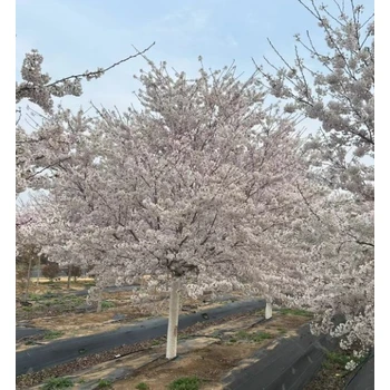 汕尾早樱树多少钱一棵,8公分早樱树苗价格