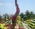 山东临沂兰山区菊花苗种植基地菊花造型菊花展