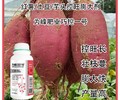 山药红薯膨大素巧控一号定做包装,为峰肥业厂家批发