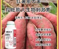 洋芋控秧不控果巧控一号哪个厂家好,为峰肥业厂家批发
